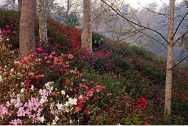 《刀剑乱舞无双》新情报 第四部队队长“鹤丸国永”